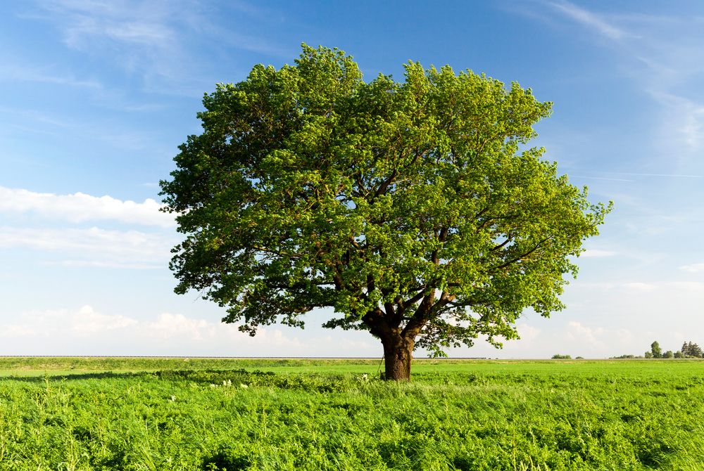 How to Trim an Oak Tree Without Killing It